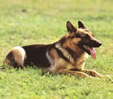Adestramento de cães em Santa Luzia