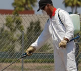 Controle de Pragas em Santa Luzia