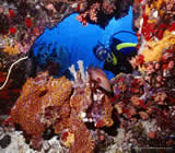 Mergulho em Santa Luzia